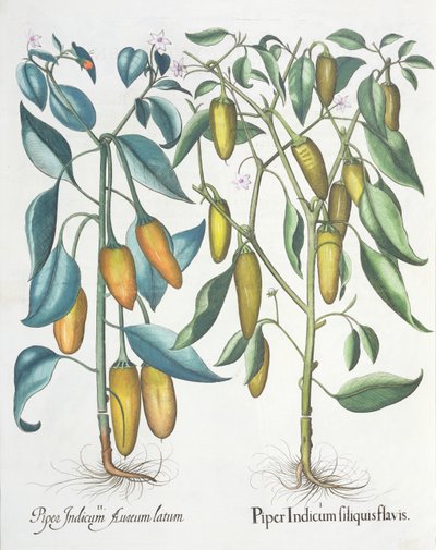 Peberfrugt: 1. Piper indisk gul 2. Piper Indicum aureum latum, fra Hortus Eystettensis af Basil Besler (1561-1629), pub. 1613 af German School