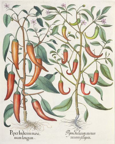Peberfrugt: 1. Piper Indicum longum; 2. Piper Indicum minus recurvis filiquis, fra Hortus Eystettensis af Basil Besler (1561-1629), pub. 1613 af German School