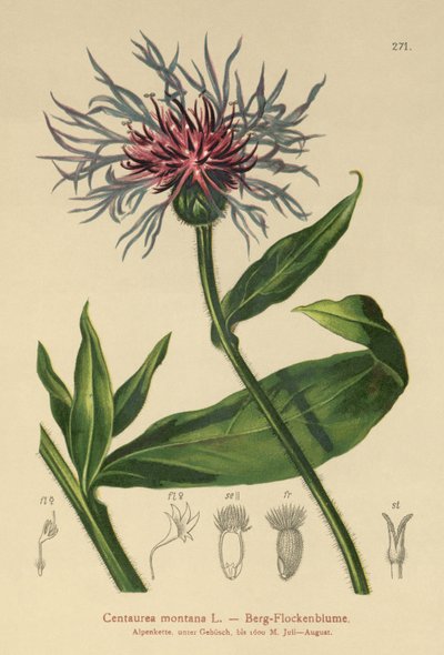 Flerårig kornblomst (Centaurea montana) af German School