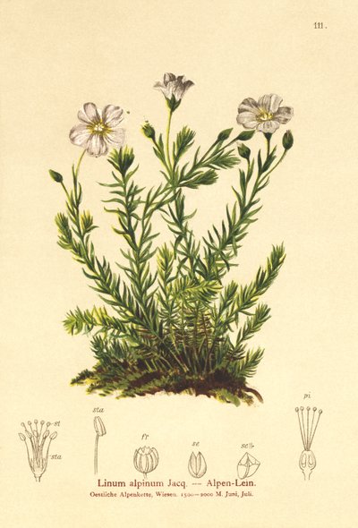 Flerårig hør (Linum Alpenum, Linum perenne) af German School