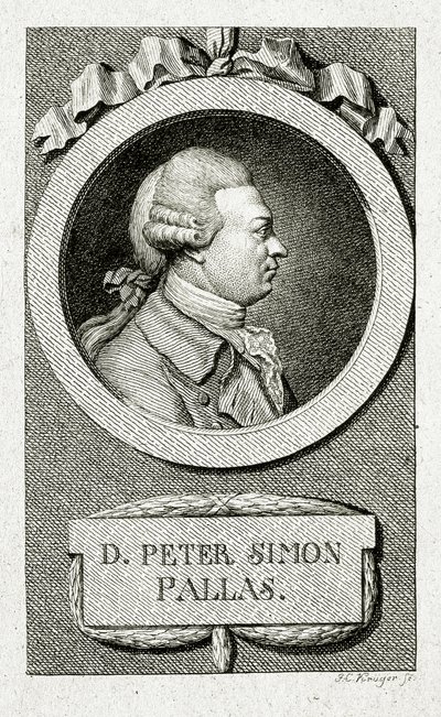 Peter Simon Pallas. (1741 – 1811) (Streggravering) af German School