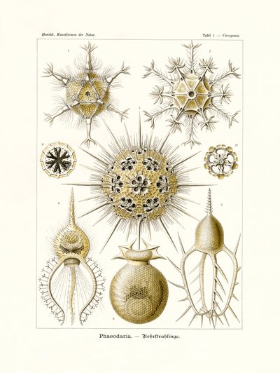 Phaeodaria, 1899-1904 af German School
