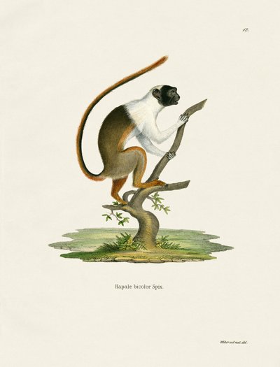 Pied Tamarin (farvet gravering) af German School