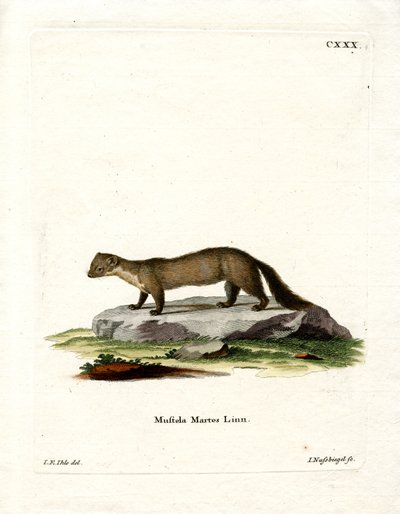 Pine Marten (farvet gravering) af German School