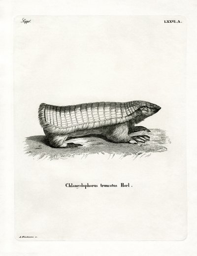 Pink Fairy Armadillo (farvet gravering) af German School