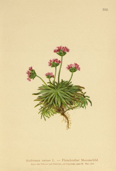 Pink Rock Jasmin (Androsace carnea) af German School