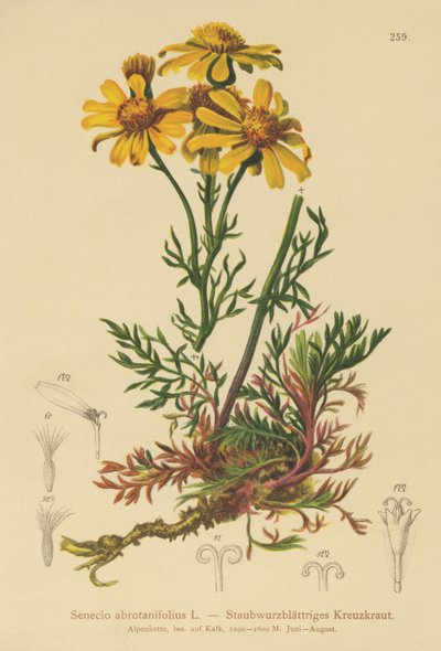 Fligbladet Ragwort (Senecio abrotanifolius, Jacobaea abrotanifolia) af German School