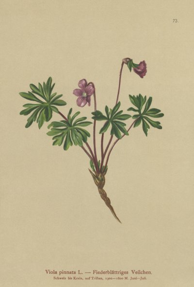 Violet (Viola pinnate) af German School