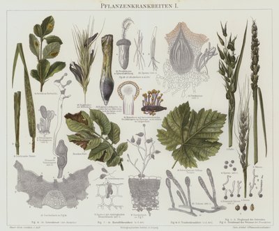 Plantesygdomme (farve litho) af German School