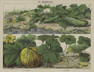 Planter (farve litho) af German School