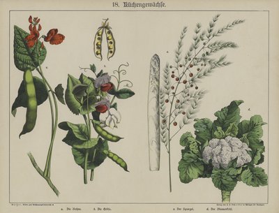 Planter (farve litho) af German School