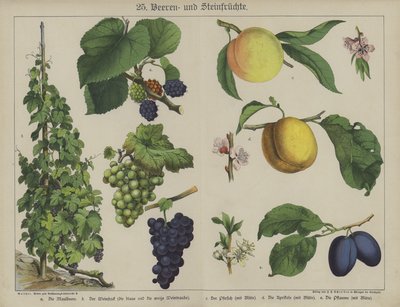 Planter (farve litho) af German School
