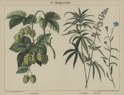 Planter (farve litho) af German School