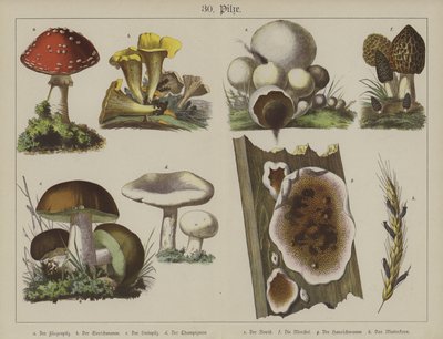 Planter (farve litho) af German School