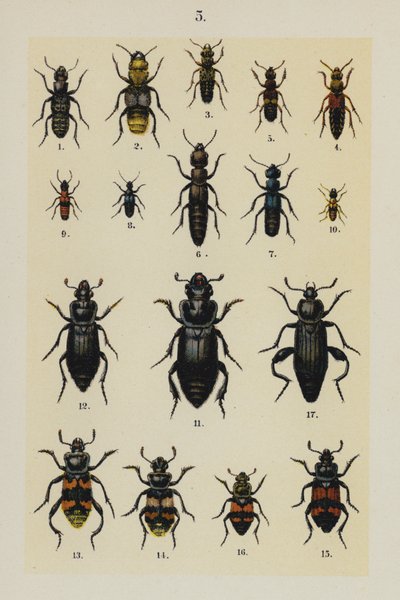 Tallerken fra The Young Beetle-Collectors Handbook (chromolitho) af German School