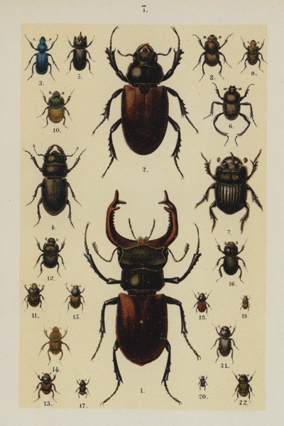Tallerken fra The Young Beetle-Collectors Handbook (chromolitho) af German School