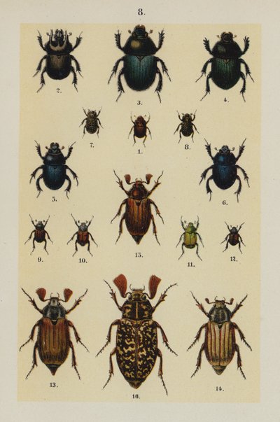 Tallerken fra The Young Beetle-Collector