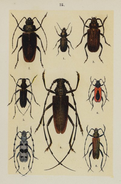 Tallerken fra The Young Beetle-Collectors Handbook (chromolitho) af German School