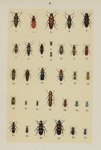 Tallerken fra The Young Beetle-Collectors Handbook (chromolitho) af German School