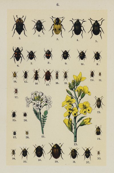 Tallerken fra The Young Beetle-Collectors Handbook (chromolitho) af German School