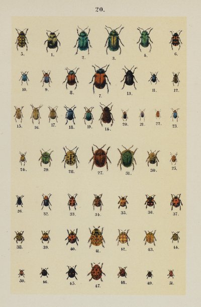 Tallerken fra The Young Beetle-Collectors Handbook (chromolitho) af German School