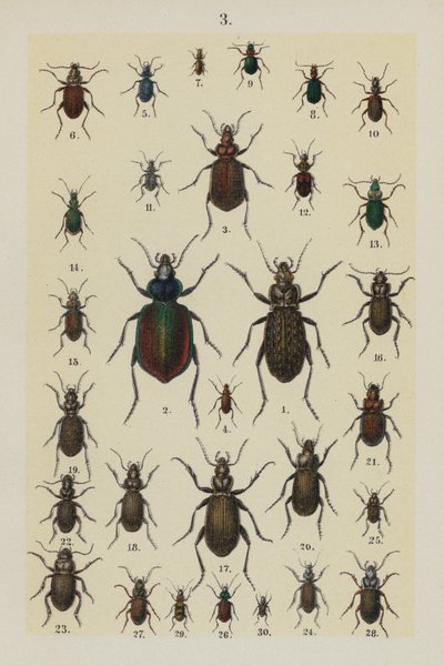 Tallerken fra The Young Beetle-Collector