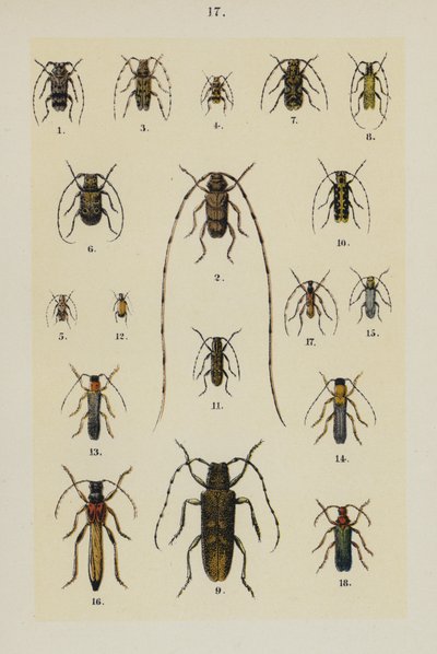 Tallerken fra The Young Beetle-Collectors Handbook (chromolitho) af German School