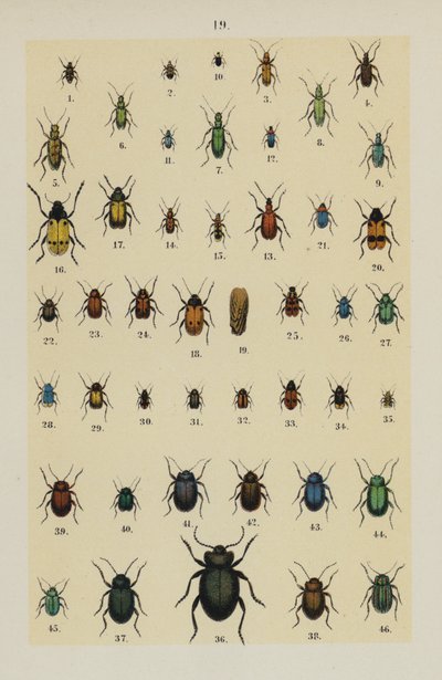 Tallerken fra The Young Beetle-Collectors Handbook (chromolitho) af German School