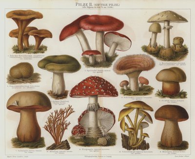 Giftige svampe (farve litho) af German School