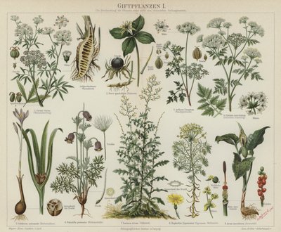 Giftige planter (farve litho) af German School