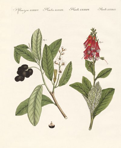 Giftige planter af German School