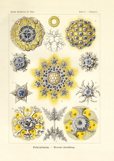 Polycyttaria af German School
