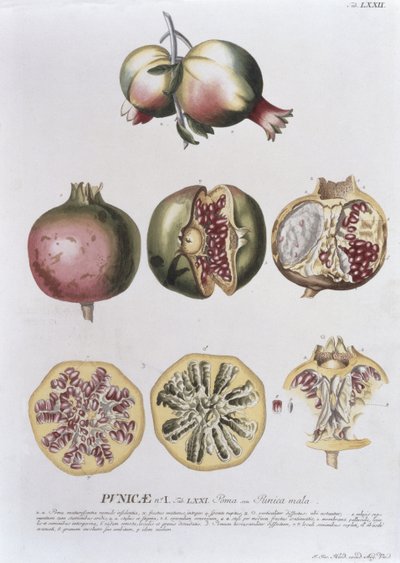 Granatæble, graveret af Johann Jakob Haid (1704-67) tallerken 72 fra en botanisk bog, pub. af Augustus Vind af German School