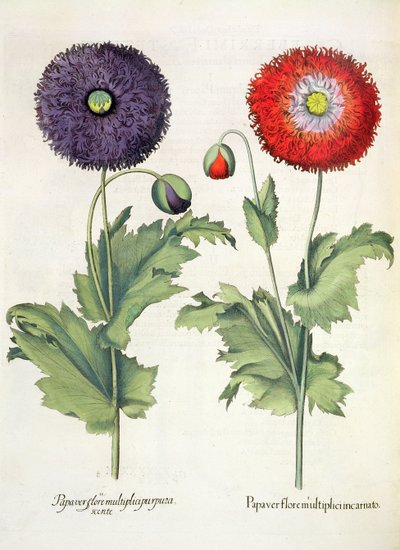 Valmuer: 1. Valmue i en flerfoldig blomst inkarneret; 2. Papirblomst fra Hortus Eystettensis af Basil Besler (1561-1629), pub. 1613 af German School