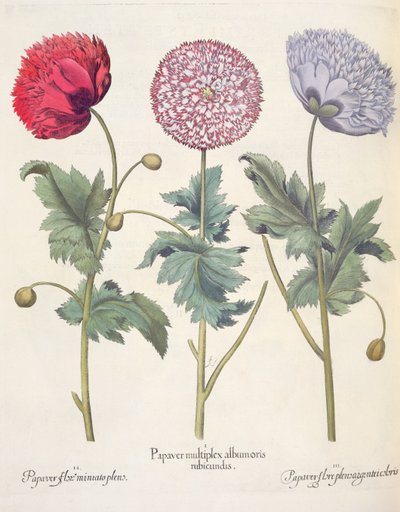 Valmuer: 1. Valmue er et kompleks af rødskallede valmuer; 2. Valmue, fuld af miniato-blomst; 3. Papirblomst fuld af farver, fra Hortus Eystettensis af Basil Besler (1561-1629), pub. 1613 af German School