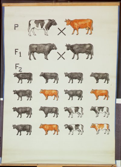 Plakat, der demonstrerer Mendels lov i kvæg af German School