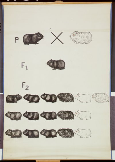 Plakat, der demonstrerer Mendels lov i marsvin af German School