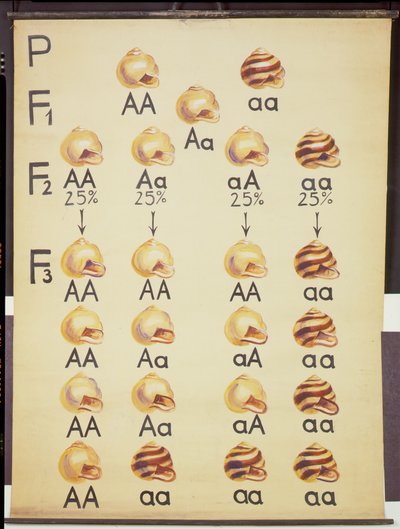Plakat af Cepea Snails af German School