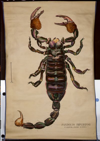 Plakat af en Pandinus imperator af German School