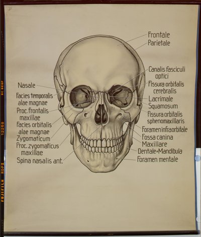 Plakat af et menneskeskalle af German School
