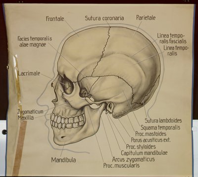 Plakat af sidebilledet af et menneskeskalle af German School