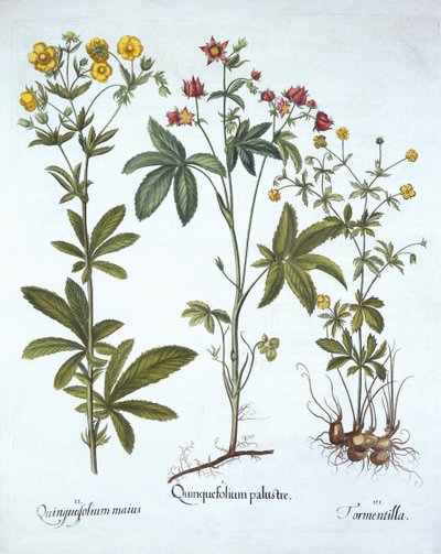 Potentillas, fra Hortus Eystettensis, af Basil Besler (1561-1629), pub. 1613 (håndkoloreret gravering) af German School
