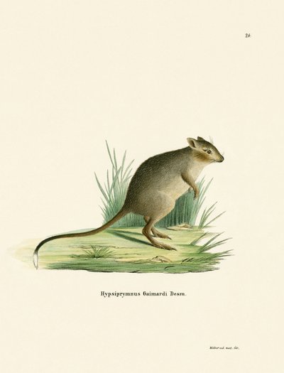 Potoroo (farvet gravering) af German School