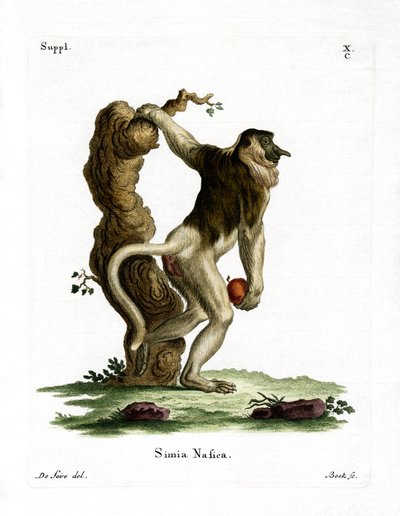 Proboscis Monkey (farvet indgravering) af German School