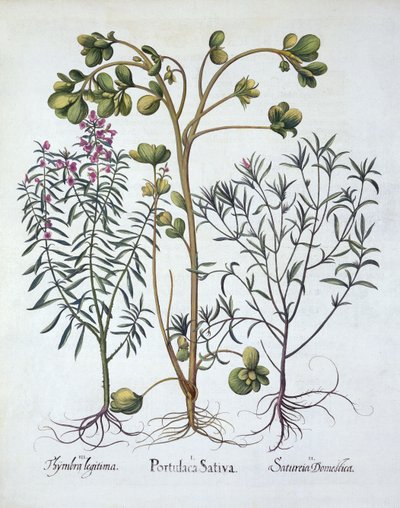 Portulak, Summer Savory og Winter Savory, fra Hortus Eystettensis, af Basil Besler (1561-1629), pub. 1613 (håndkoloreret gravering) af German School