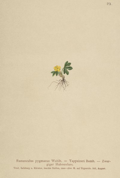Dværgsmørblomst (Ranunculus pygmaeus, Ranunculus tappeineri, Ranunculus baerianus, Ranunculus pygmaeus var. Langeanu) af German School