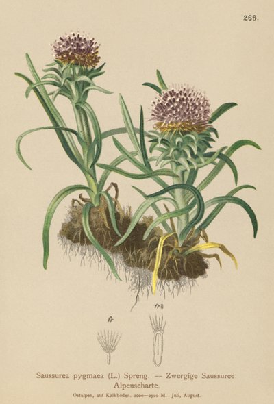 Dværg-Saussurea (Saussurea pygmaea) af German School