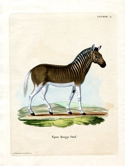 Quagga (farvet gravering) af German School