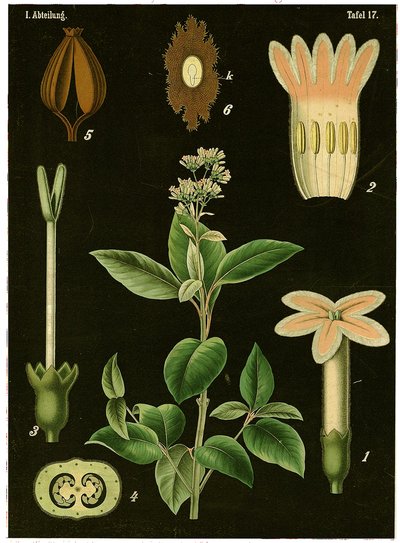 Kinintræ (Cinchona Calisaya) ca. 1890 (kromolitografi) af German School