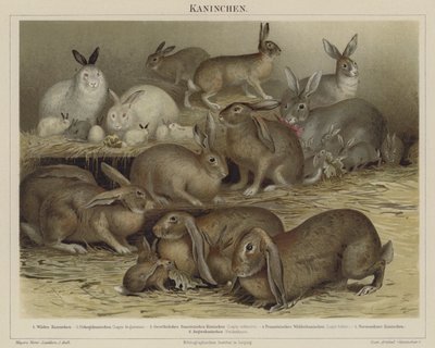 Kaniner af German School